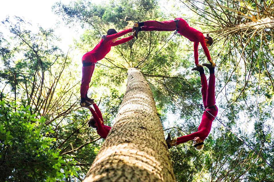 Julia Taffe's Aeriosa dancers suspended from trees, in a circular formation.