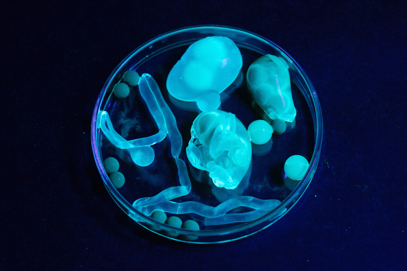 A group of glow-in-the-dark gelatinous items in a glass petri dish under UV light.