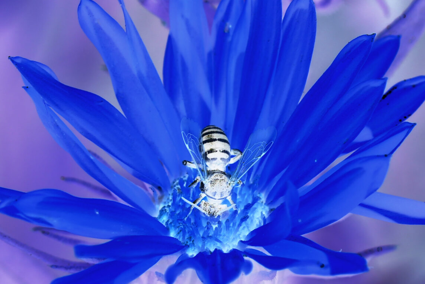 A photo negative of a bee in a flower.